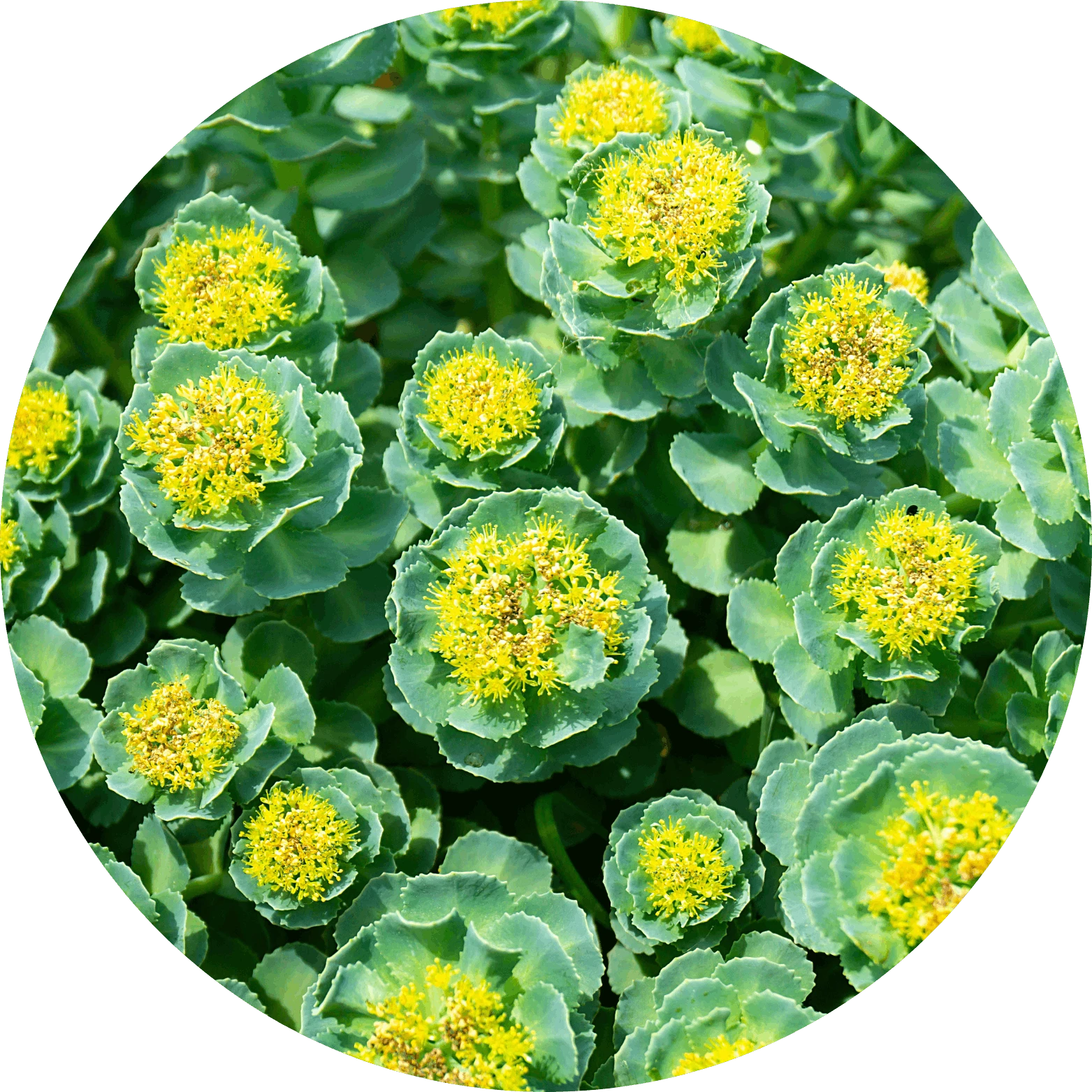 Rhodiola rosea