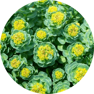 <strong>Rhodiola rosea</strong>